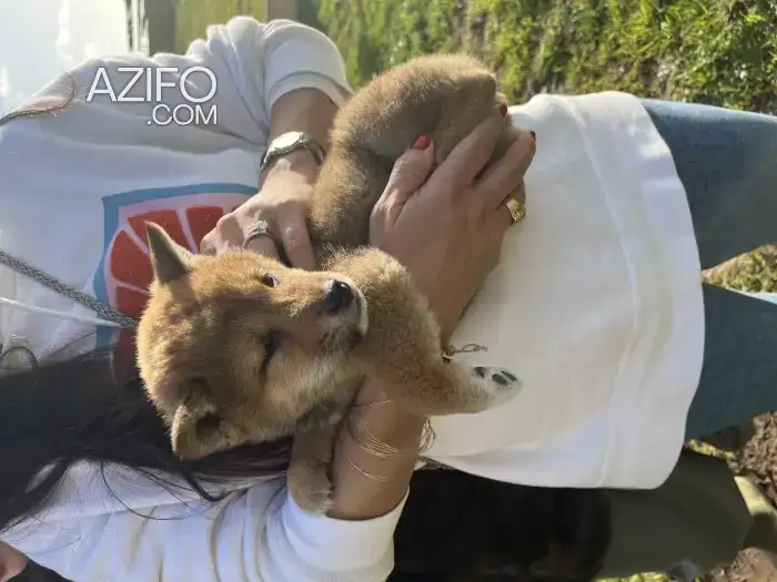 Chien Femelle Shiba Inu avec Pedigree in Casablanca, MOROCCO | Azifo