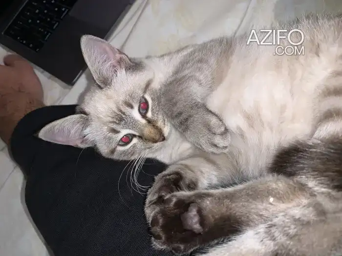 Chat siamois tigré in Casablanca, MOROCCO | Azifo