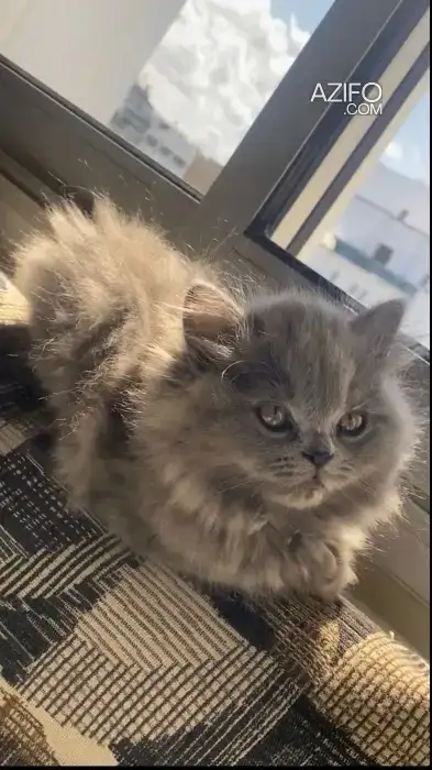 Chaton in Casablanca, MOROCCO | Azifo