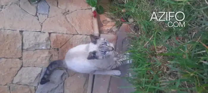 Siamois tigre 5 mois mâle in Casablanca, MOROCCO | Azifo