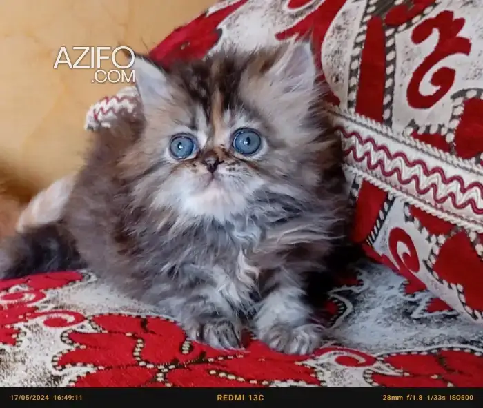 2 femelle Chat persan 2mois in Casablanca, MOROCCO | Azifo