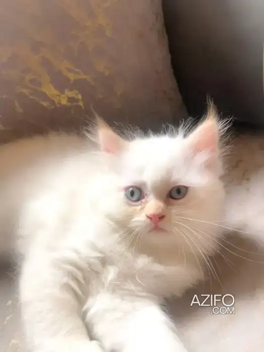 Chatons in الدار البيضاء, MOROCCO | Azifo