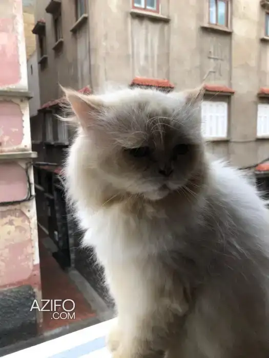 Chat mâle à vendre ou accouplement in الدار البيضاء, MOROCCO | Azifo