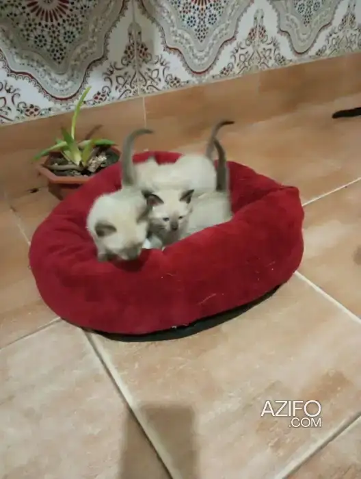 Chat siamois in مراكش, MOROCCO | Azifo