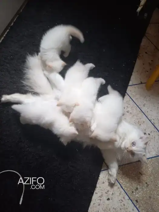 5 chatons à vendre in الدار البيضاء, MOROCCO | Azifo