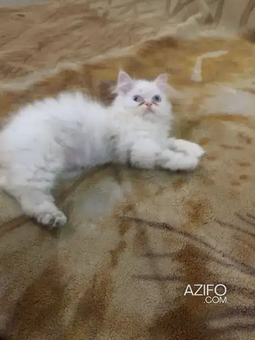 Persan chaton in Rabat, MOROCCO | Azifo