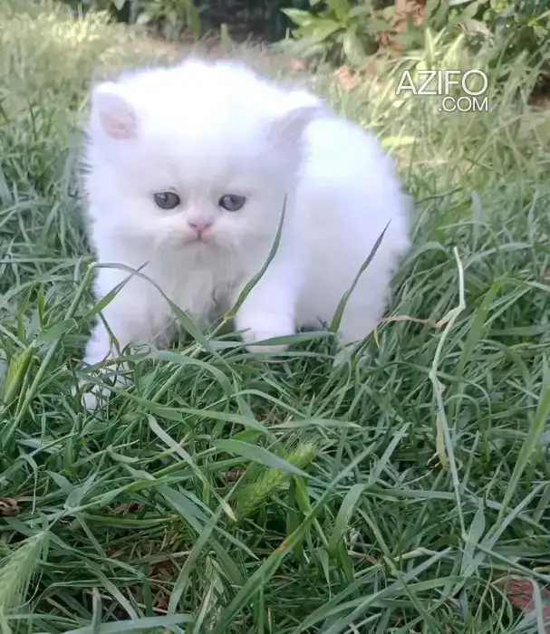 Persan chaton in Casablanca, MOROCCO | Azifo