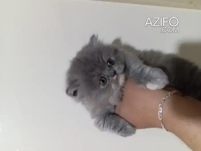 Persan chaton in Casablanca, MOROCCO | Azifo