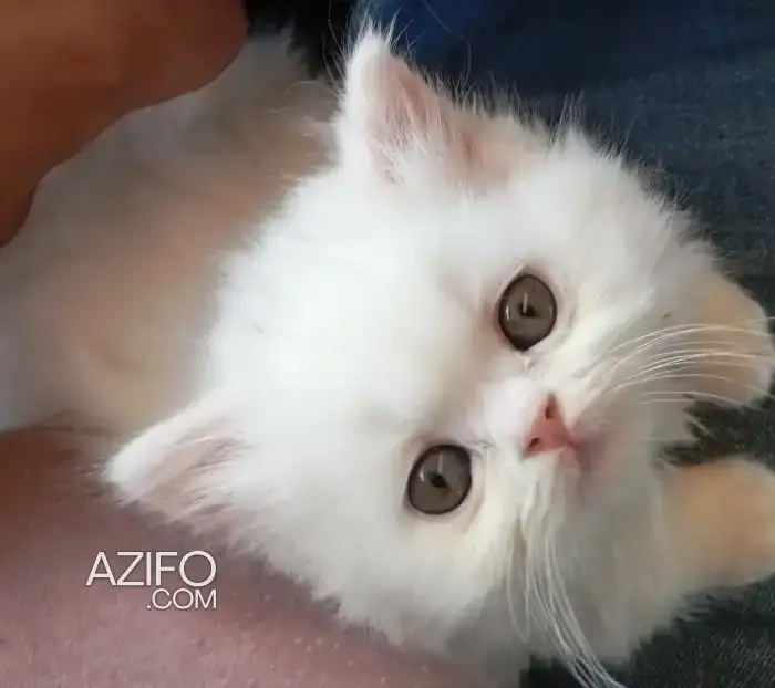 Persan chaton in Casablanca, MOROCCO | Azifo