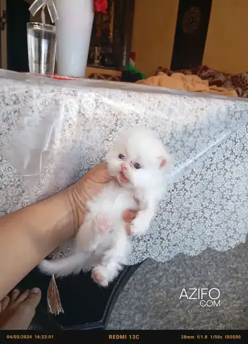 2 chaton persan pure race in الدار البيضاء, MOROCCO | Azifo
