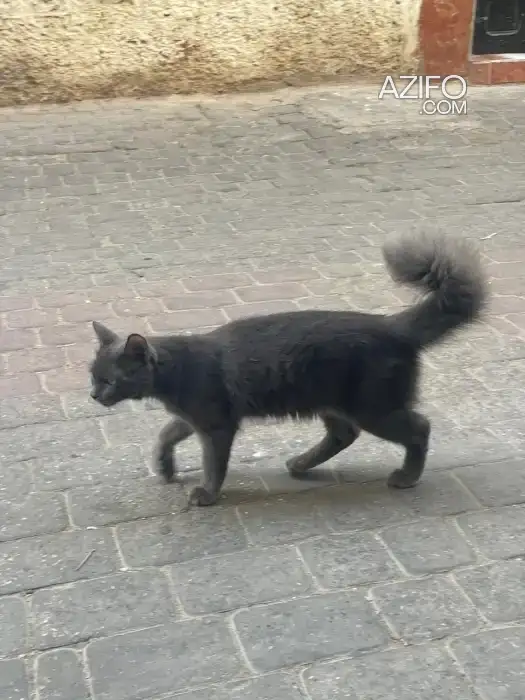 Neblung chats a marrakech in العرائش, MOROCCO | Azifo
