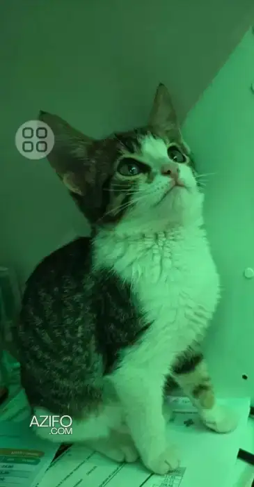 Chaton pour l adoption in الرباط, MOROCCO | Azifo
