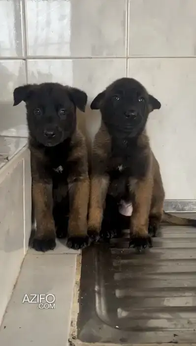 Chien Berger Malinois Charbonné in Casablanca, MOROCCO | Azifo