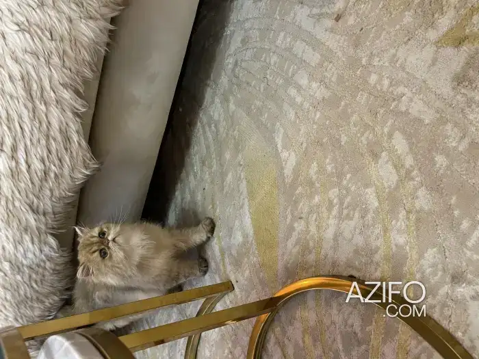 Chaton chinchilla golden CFA in المحمدية, MOROCCO | Azifo