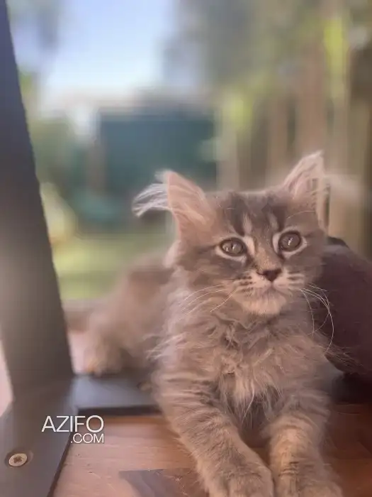 Chat persan in مراكش, MOROCCO | Azifo