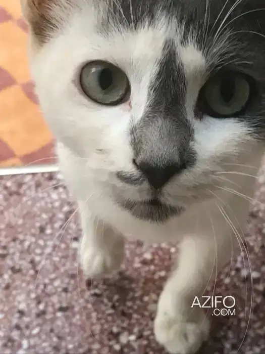 Chaton mâle jeune et coloré disponible gratuitement pour adoption ! in الخميسات, MOROCCO | Azifo