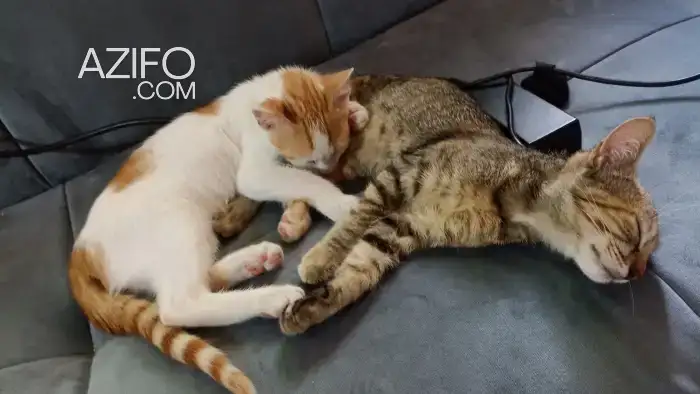 Deux chats mâles pour adopter in القنيطرة, MOROCCO | Azifo