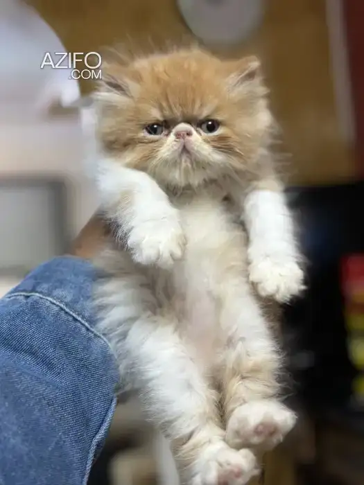 Chat persan in الدار البيضاء, MOROCCO | Azifo