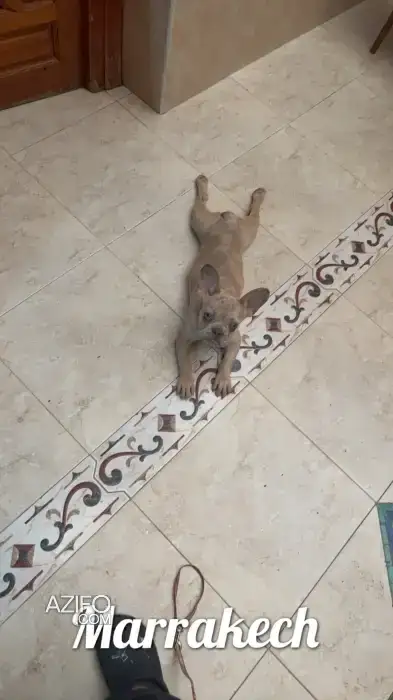 Chien Bulldog Français Exotique in Marrakech, MOROCCO | Azifo