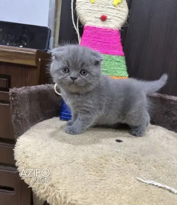 Scottish fold in الدار البيضاء, MOROCCO | Azifo
