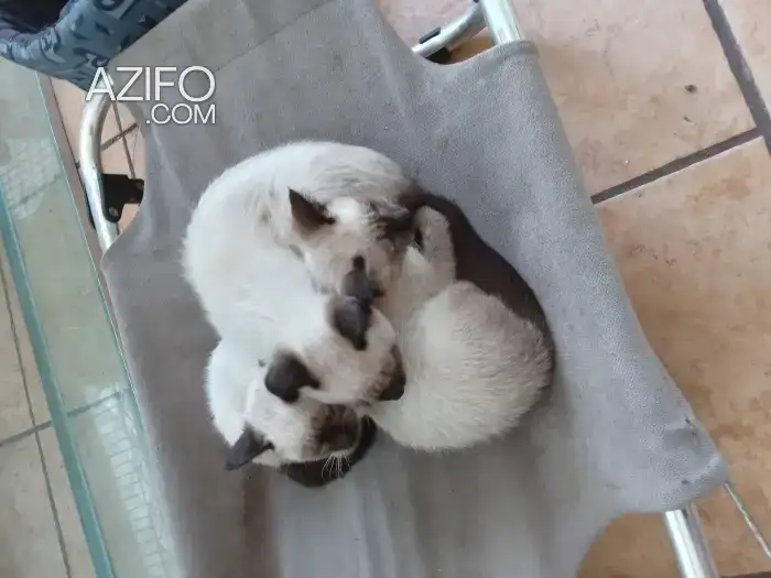 Chats siamois in الدار البيضاء, MOROCCO | Azifo