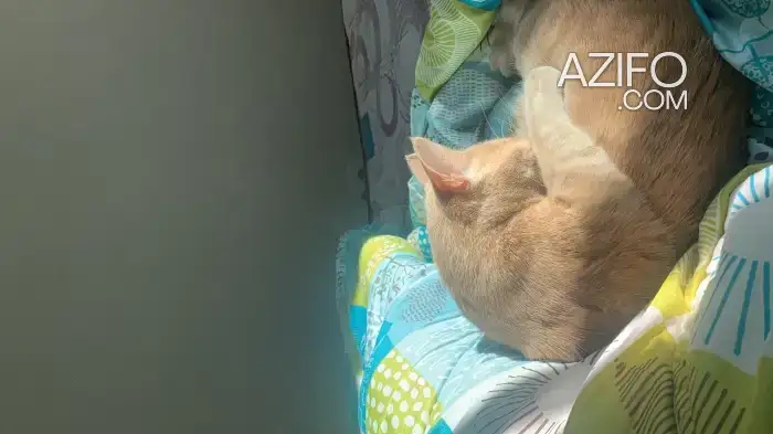 Luna - Chat de 6 mois - Joueuse et affectueuse in الدار البيضاء, MOROCCO | Azifo