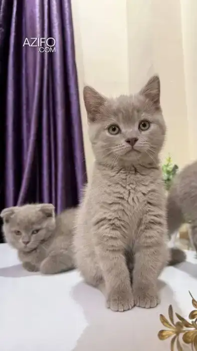 Chatons british & scottish fold shorthair in أكادير, MOROCCO | Azifo