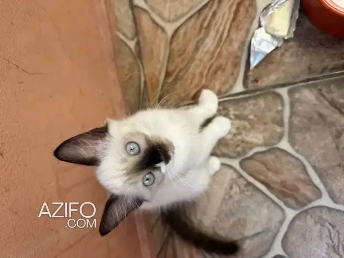 Chats snowshoe pour adoption in المحمدية, MOROCCO | Azifo
