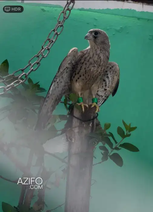 Falcon نسر للبيع in Ouezzane, MOROCCO | Azifo