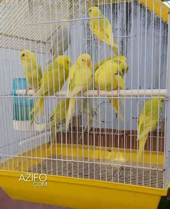 Perruche in Casablanca, MOROCCO | Azifo