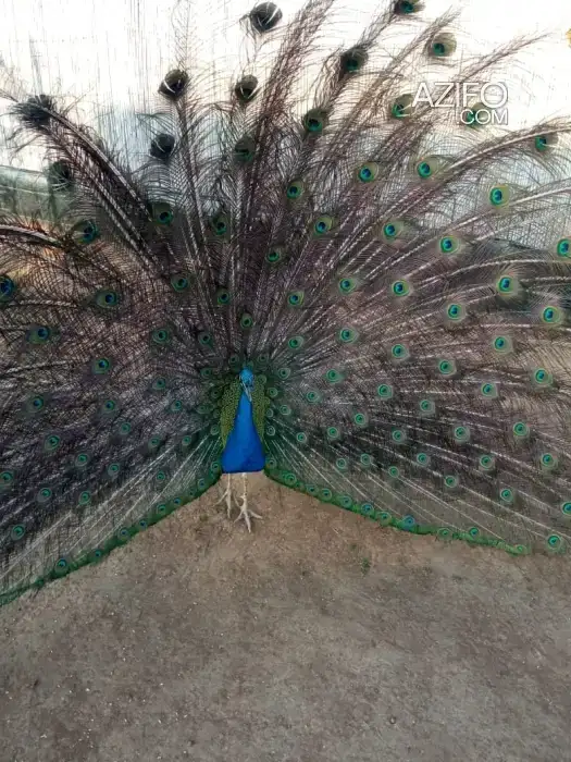 طاووس جميل للبيع 🦚 (ذكر، أنثى) in Mohammedia, MOROCCO | Azifo