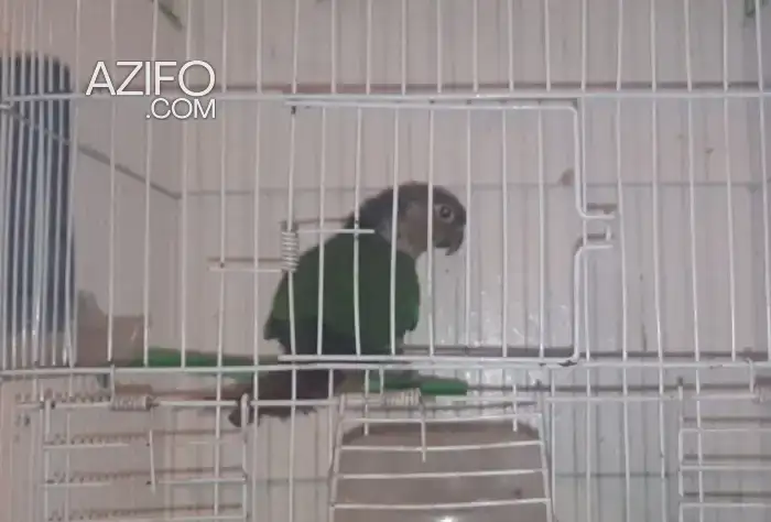 Femelle Pyrrhura molinae in Marrakech, MOROCCO | Azifo