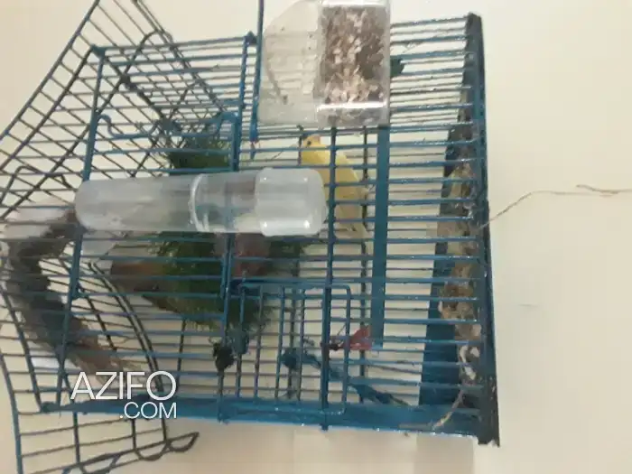 Canari à vendre in الدار البيضاء, MOROCCO | Azifo