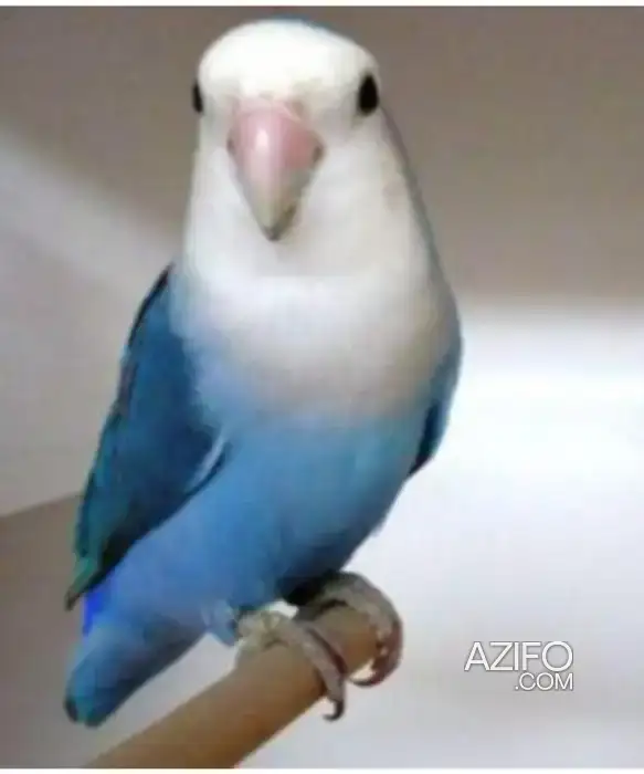 Oiseau in Casablanca, MOROCCO | Azifo