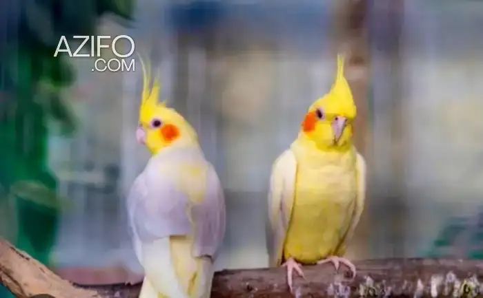Oiseaux calopssit طيور كلوبسيت in Casablanca, MOROCCO | Azifo