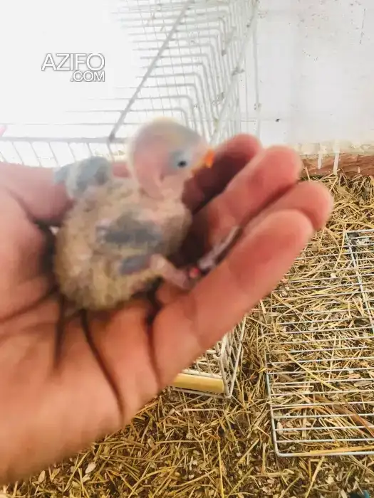 Porteure oplene iwing violet in Casablanca, MOROCCO | Azifo