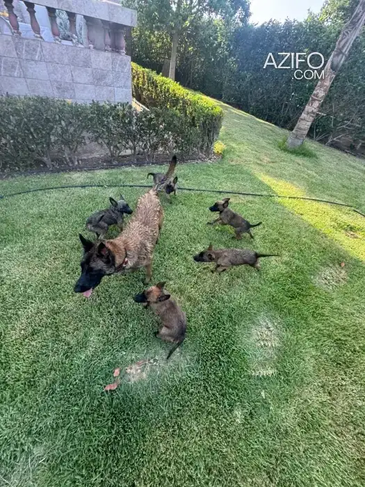 Portée de Chiots Berger Malinois in Casablanca, MOROCCO | Azifo