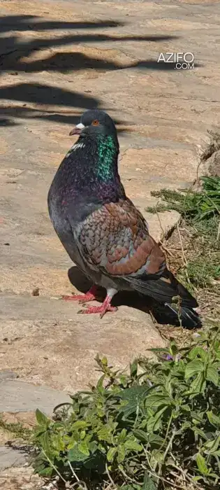 Pigeon très Bonne Race in Essaouira, MOROCCO | Azifo