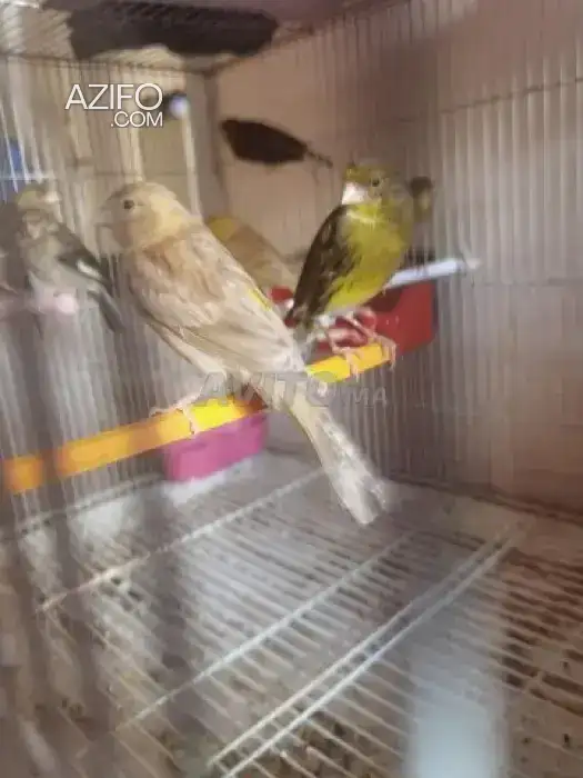 10 Canaris Timbrado Vert isabel Orange a Petite Prix in Casablanca, MOROCCO | Azifo