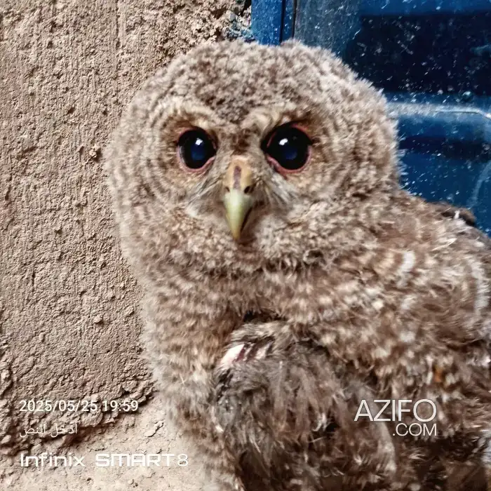 Hibou بومة in الدار البيضاء, MOROCCO | Azifo