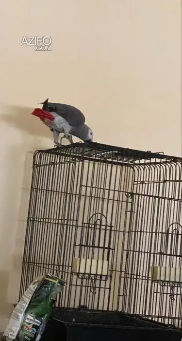 Perroquet Gris de Gabon in الدار البيضاء, MOROCCO | Azifo