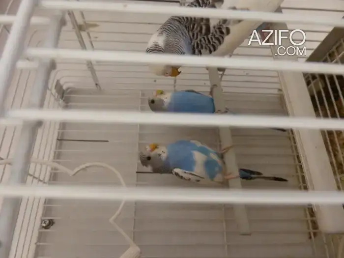 3perruche in مكناس, MOROCCO | Azifo