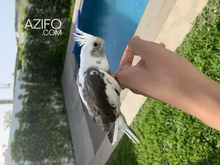 Calopsitte (white face) in طنجة - أصيلة, MOROCCO | Azifo