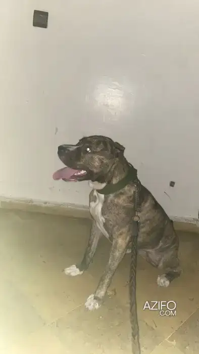 Chien Femelle American Staffordshire Terrier in Rabat, MOROCCO | Azifo