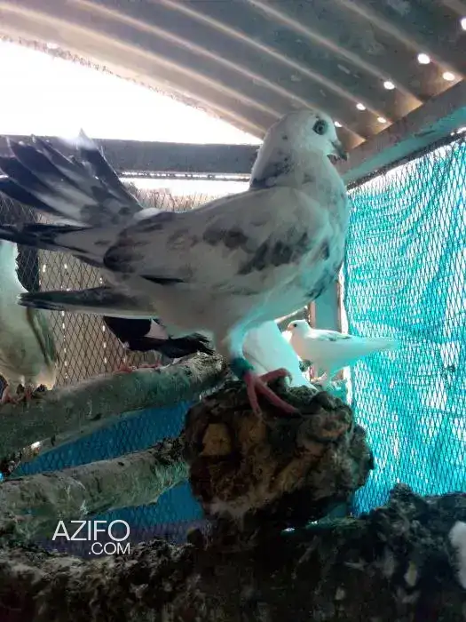 حمام الطوسي in القنيطرة, MOROCCO | Azifo