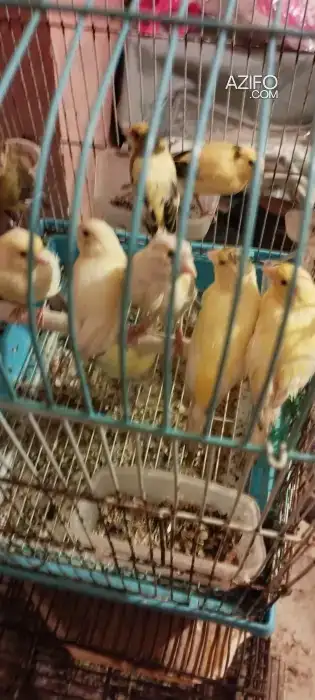2 couple canari et 4 chnaber perruche couleur differant in الدار البيضاء, MOROCCO | Azifo