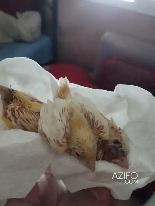 Femelle fayte khadma perruche canari in الدار البيضاء, MOROCCO | Azifo