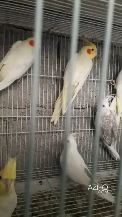 Oiseau calopsites quatre et un jeune canari Mâle in الدار البيضاء, MOROCCO | Azifo