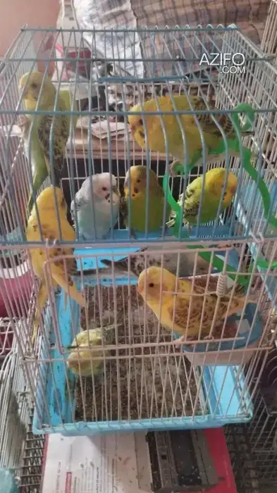 Oiseau perruche chnaber et perruche in الدار البيضاء, MOROCCO | Azifo