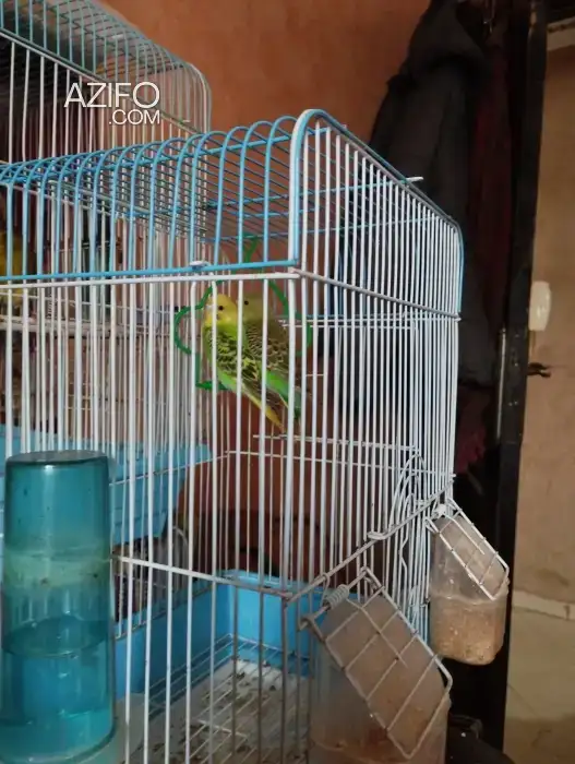 Oiseau perruche in الدار البيضاء, MOROCCO | Azifo